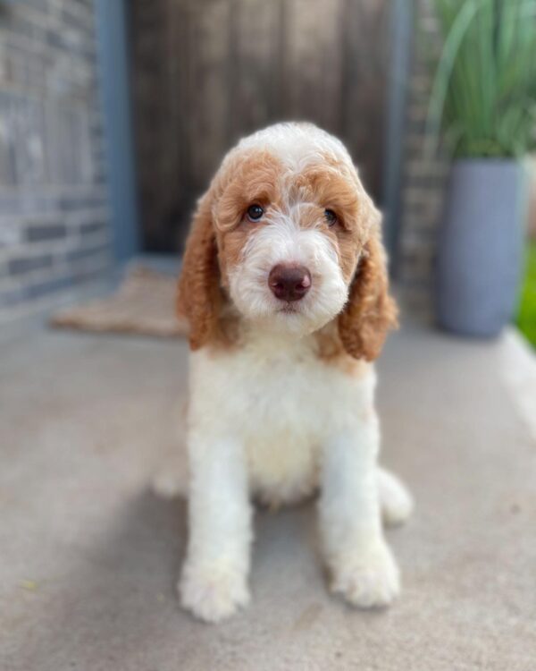 Meet Ella