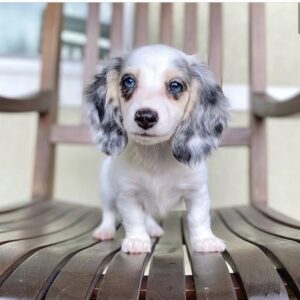 Dachshund Puppy
