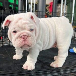 Meet Jenny