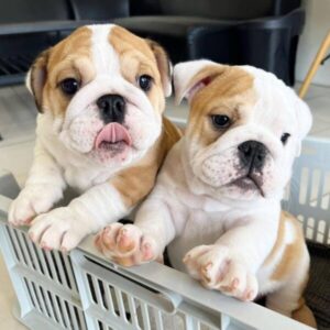 Meet Cole & Maddie