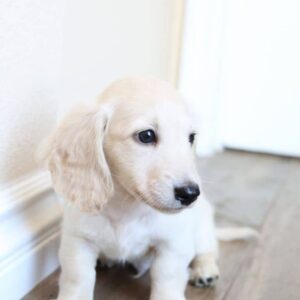 Meet Josh