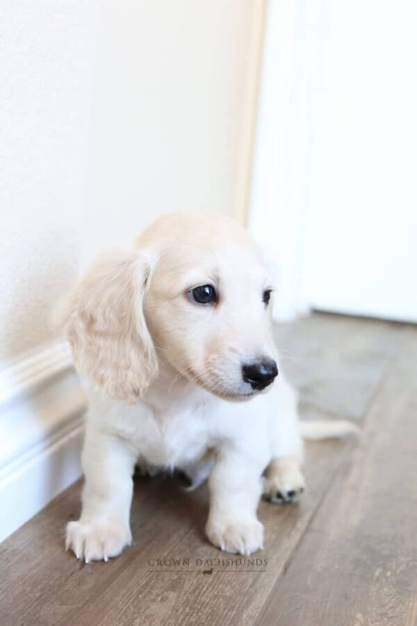 Meet Josh