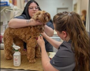 goldendoodlebreed.com