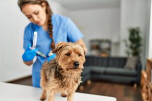 goldendoodlebreed.com